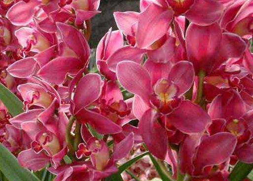 大花蕙兰上盆后的养护方法