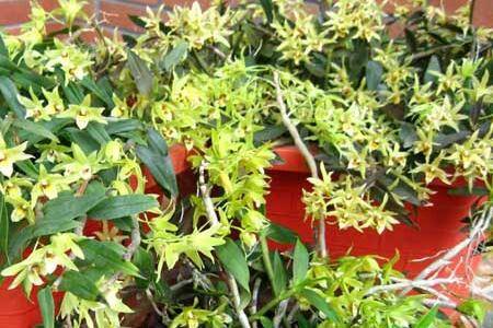 盆栽石斛的日养护方法