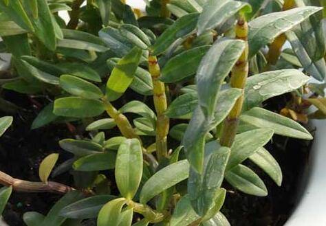 盆栽石斛的日养护方法