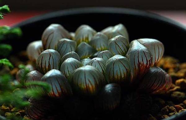 姬玉露怎么养 最全养殖方法指南