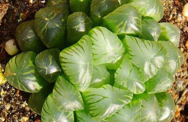 姬玉露怎么养 最全养殖方法指南