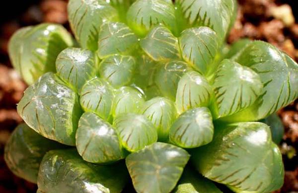 姬玉露怎么养 最全养殖方法指南