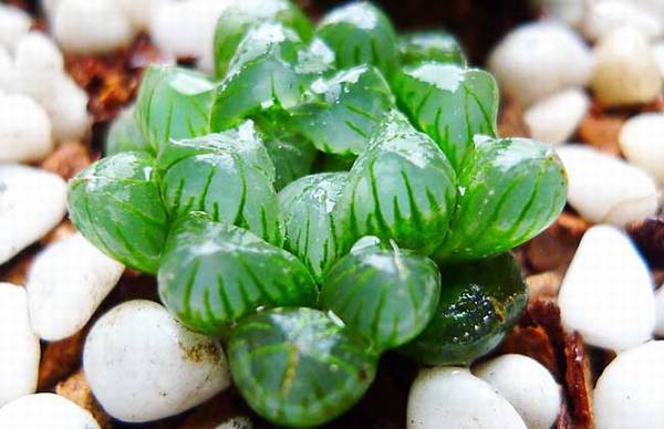 关于多肉玉露的养殖要点方法汇总