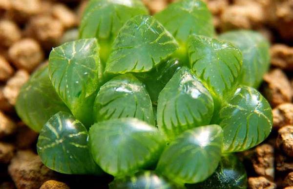 关于多肉玉露的养殖要点方法汇总