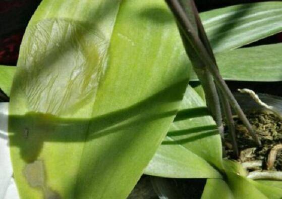 蝴蝶兰烂叶了怎么挽救