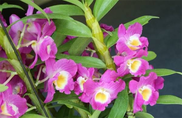 石斛兰的栽培养殖方法