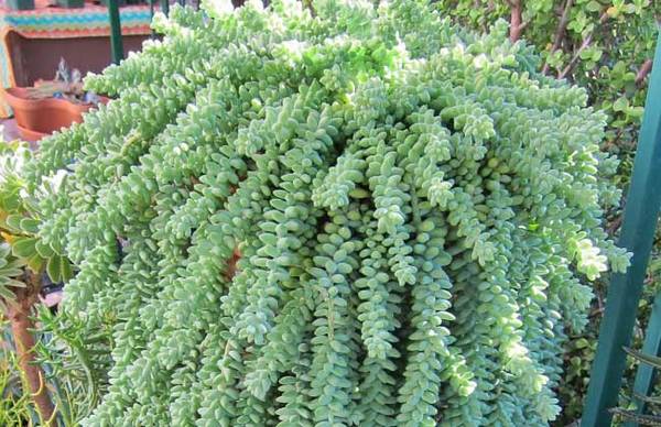 多肉新玉缀的养殖方法