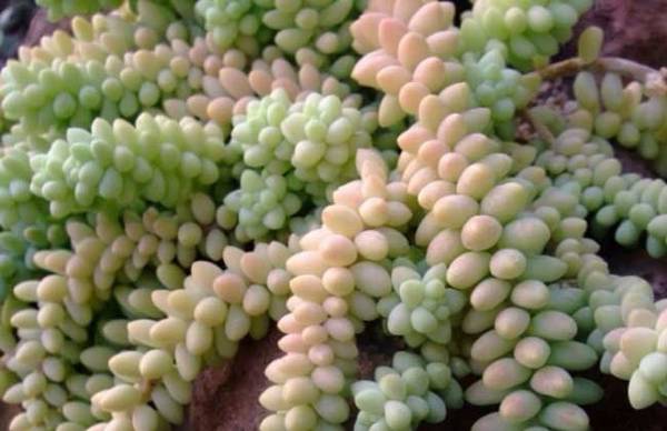 多肉新玉缀的养殖方法