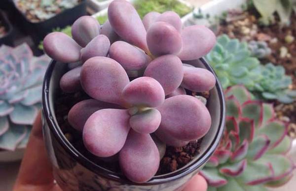 桃之卵怎么养得肥厚粉嫩好看