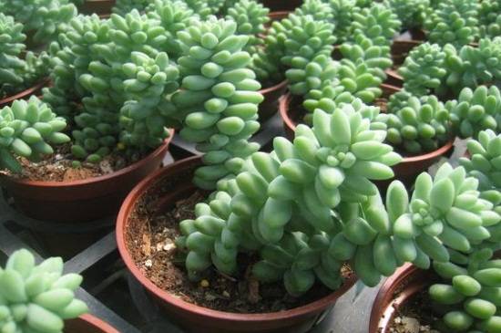 玉坠多肉养出瀑布效果的养殖方法