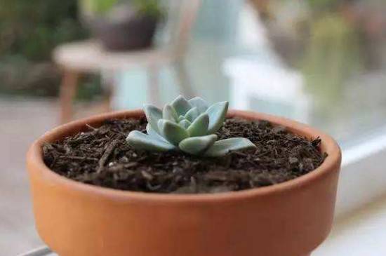 多肉什么时候砍头 最佳断头时间在春秋