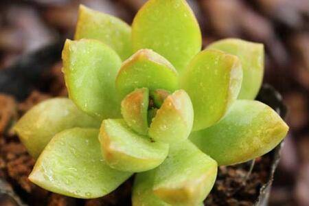 黄丽好养吗怎么养才好