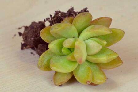 黄丽烂根黄叶原因及养护方法