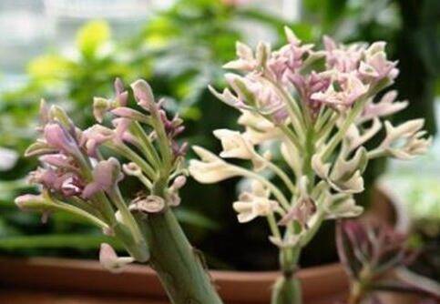 七宝树怎么养色彩缤纷