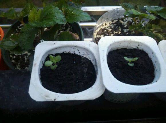 薰衣草种子好种吗 薰衣草的播种种植方法