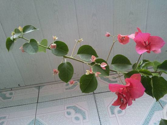 三角梅枝条扦插种植方法