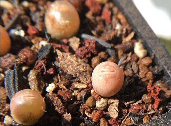 养生石花什么品种好?慎买“丑娥”这个品种