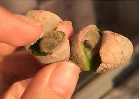 养生石花什么品种好?慎买“丑娥”这个品种