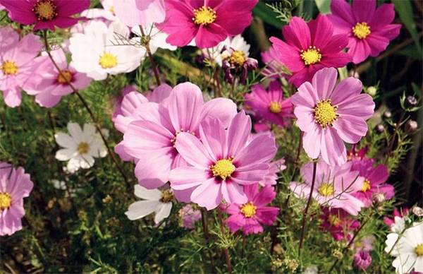 波斯菊种子的正确种植方法