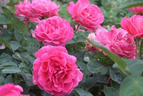 月季花种子播种成活率高的技巧