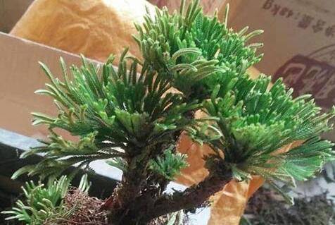 九死还魂草卷柏怎么栽养繁殖