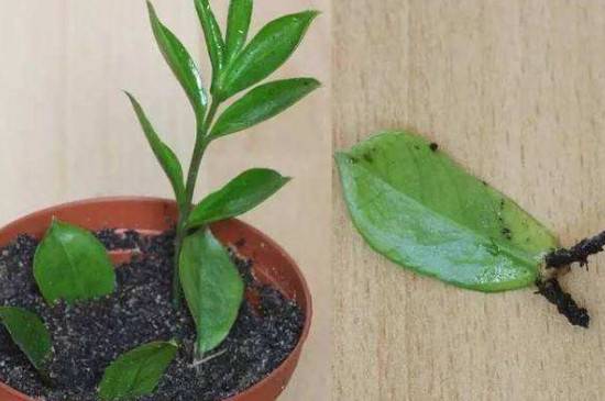 金钱树怎么扦插 2种方法快速生根