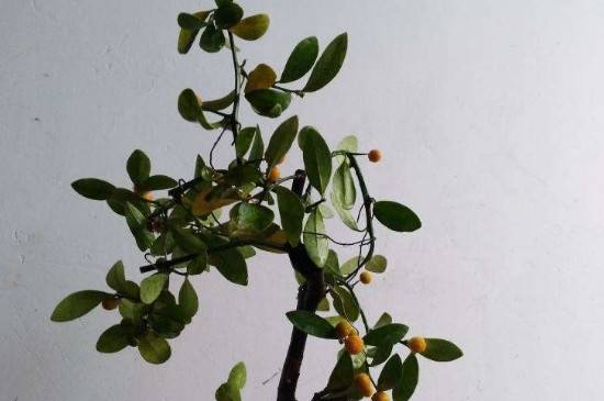 分享金豆扦插最简单的方法