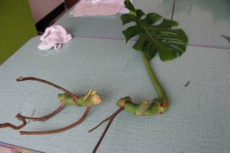 龟背竹插条 龟背竹叶子扦插方法