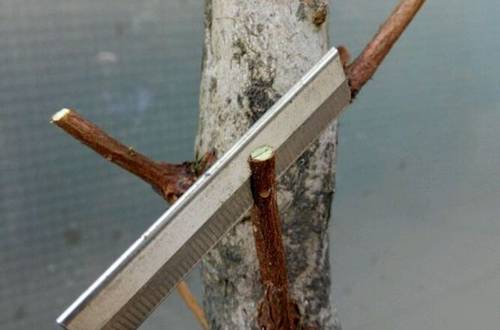 1515639425823241.jpg 五颜六色的杜鹃花怎么嫁接养成