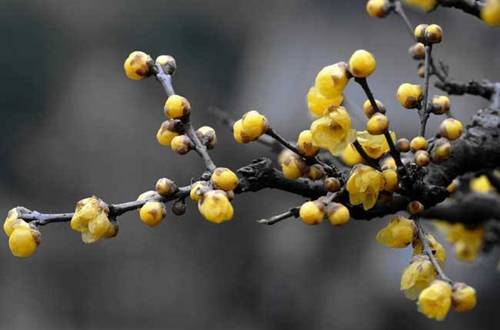 1541323426122494.jpg 腊梅怎么扦插