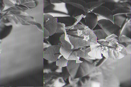 三角梅 三角梅怎么嫁接方法步骤详解