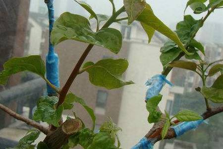 三角梅 三角梅怎么嫁接方法步骤详解