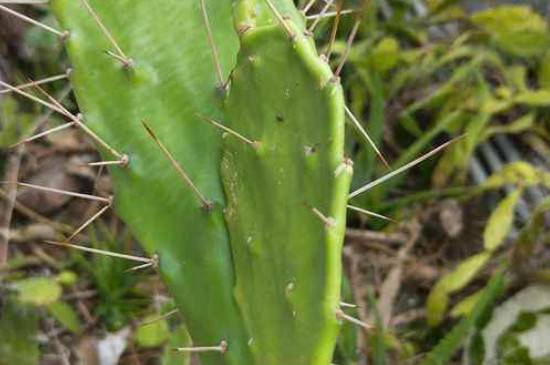 仙人掌怎么扦插