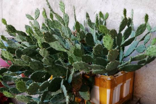 仙人掌怎么扦插