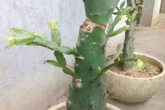 仙人掌怎么扦插