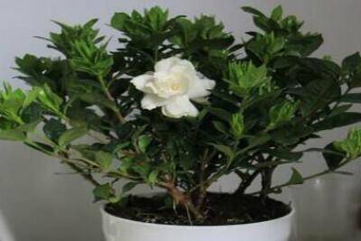 栀子花的三大繁殖方法