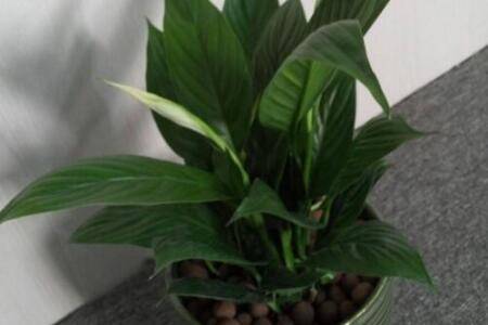 白掌分株后要缓苗多久 养护技巧须知