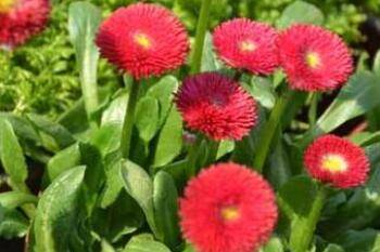 雏菊种子怎么种