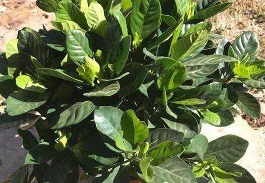 栀子花的扦插繁殖图文教程