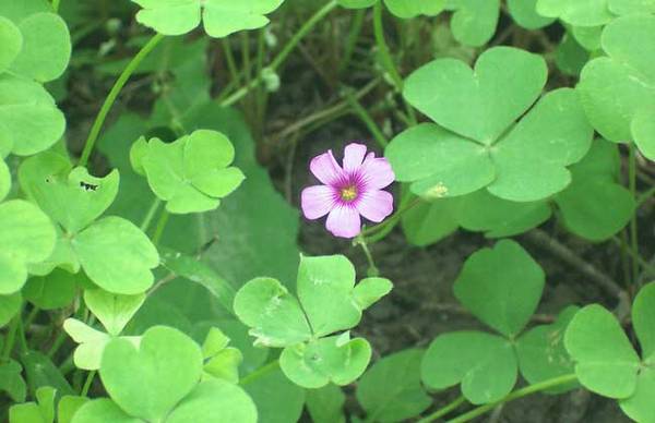 三叶草种子的播种管理方法