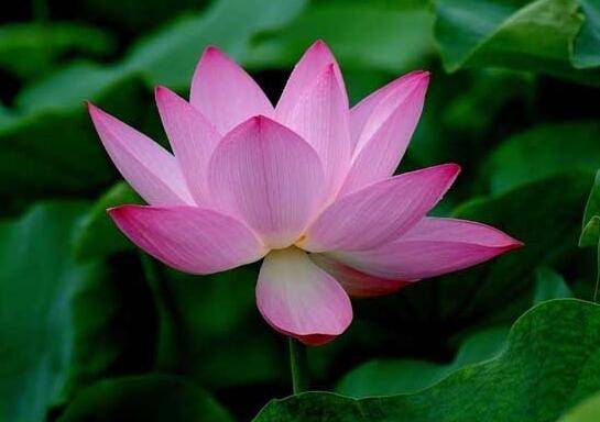 荷花种子怎么种植