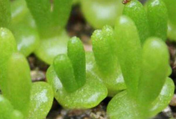 多肉碧光环的播种种植方法