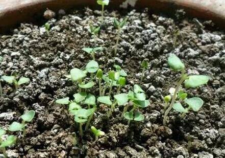 薰衣草种子怎么种?刚发芽如何养护