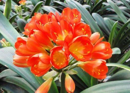 君子兰分株栽植后可以晒太阳吗