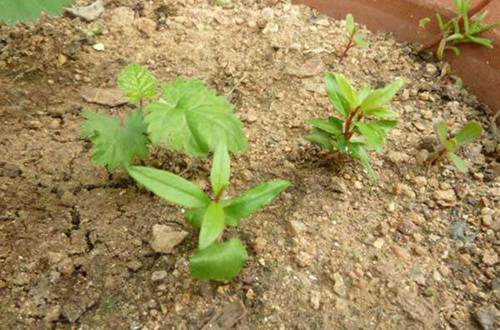 1574327992721169.jpg 石榴种子怎么发芽