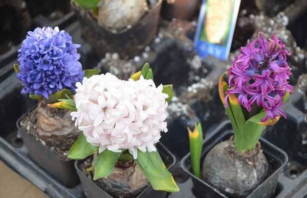 风信子新种球的繁殖方法