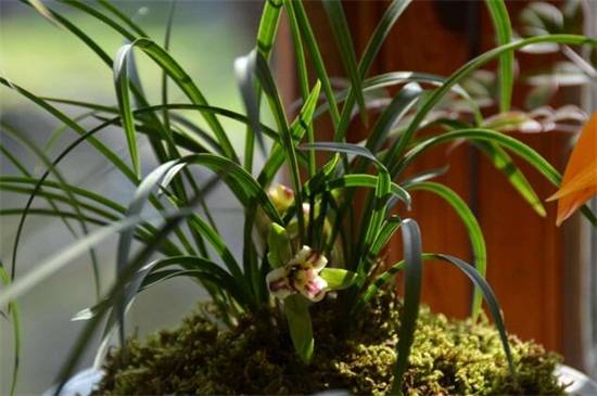 兰花养护放室内好还是室外好