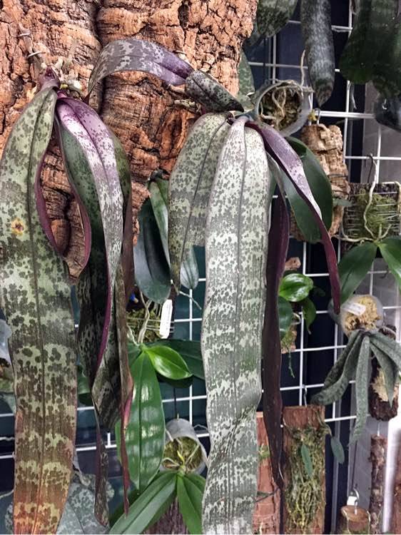西雷利蝴蝶兰tkb产区 Phal schilleriana TKB原种山采西雷利