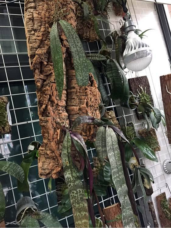 西雷利蝴蝶兰tkb产区 Phal schilleriana TKB原种山采西雷利