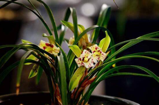 兰花的正确浇水方法,兰花多久浇水一次